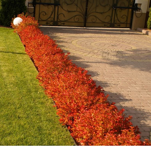 Спірея японська "Меджик Карпет" Spiraea japonica "Magic Carpet", С3 - Зображення 2