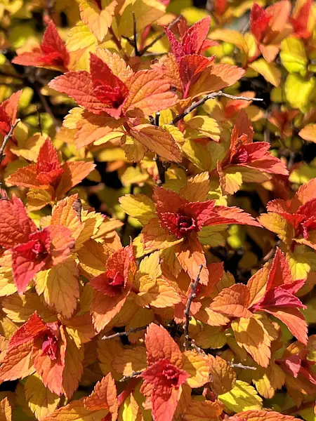 Спірея японська "Меджик Карпет" Spiraea japonica "Magic Carpet", С3 - Зображення 3