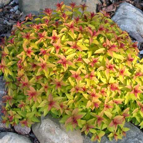 Спірея японська "Меджик Карпет" Spiraea japonica "Magic Carpet", С3 - Зображення 4