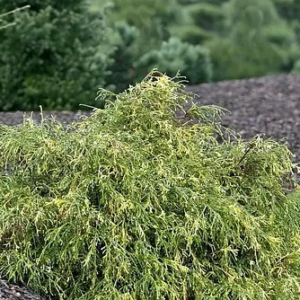 Кипарисовик горіхоплідний Філіфера ауреоварієгата, chamaecyparis pisifera filifera aureovariegata, 3-річний