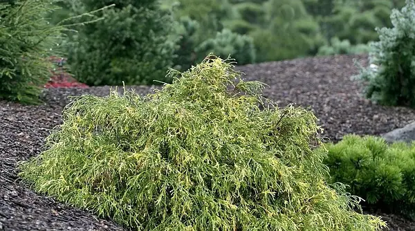 Кипарисовик горіхоплідний Філіфера ауреоварієгата, chamaecyparis pisifera filifera aureovariegata, 3-річний