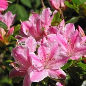 Азалія японська Кермезіна Розеа, (Kermesina Rosea) 4 річна