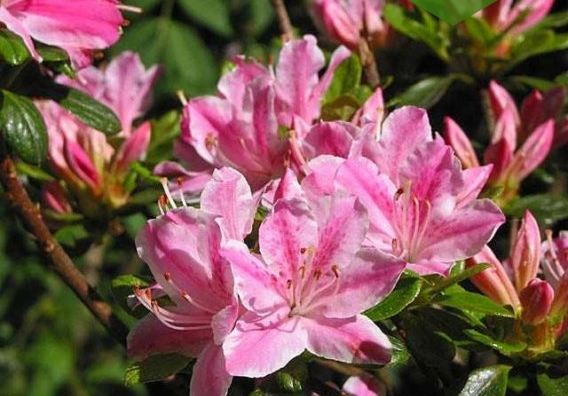 Азалія японська Кермезіна Розеа, (Kermesina Rosea) 4 річна
