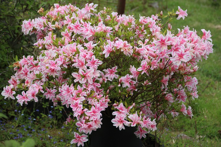Азалія японська "Меллі", Azalea japonica Melle, 4-х річна, С3 - Зображення 6