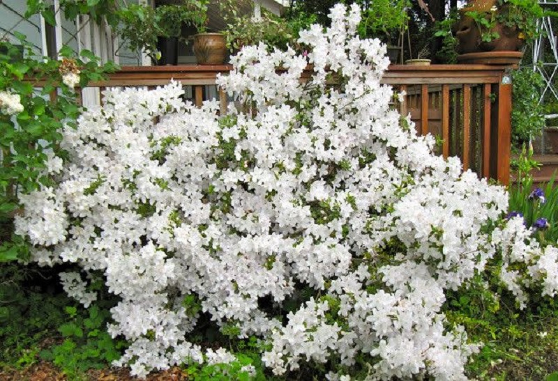 Азалія японська 'Плезент Вайт' 3-річна Azalea japonica 'Pleasent White' - Зображення 2