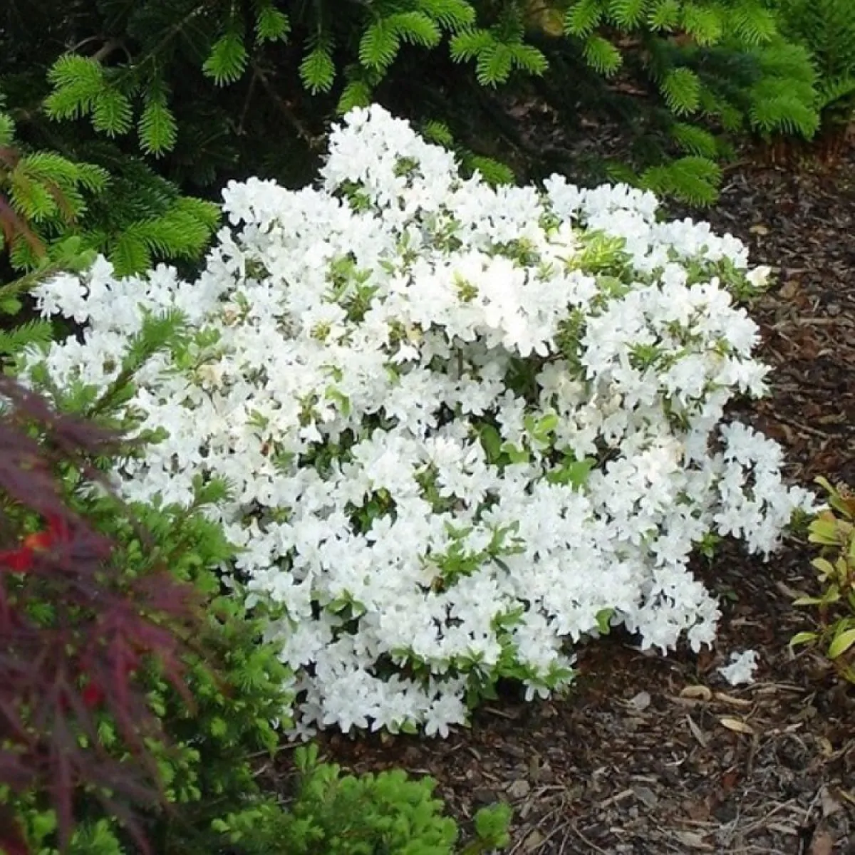 Азалія японська 'Плезент Вайт' 3-річна Azalea japonica 'Pleasent White' - Зображення 3