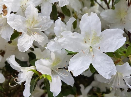 Азалія японська 'Плезент Вайт' 3-річна Azalea japonica 'Pleasent White' - Зображення 4