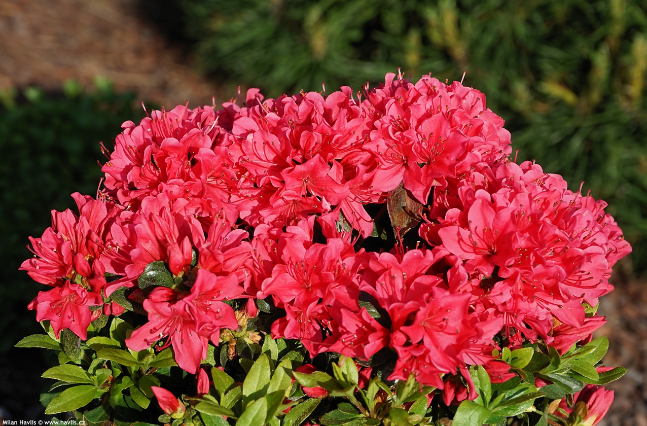 Азалія японська 'Гейша Ред' 3-річна Azalea japonica 'Kazuko/Geisha Red' - Зображення 4