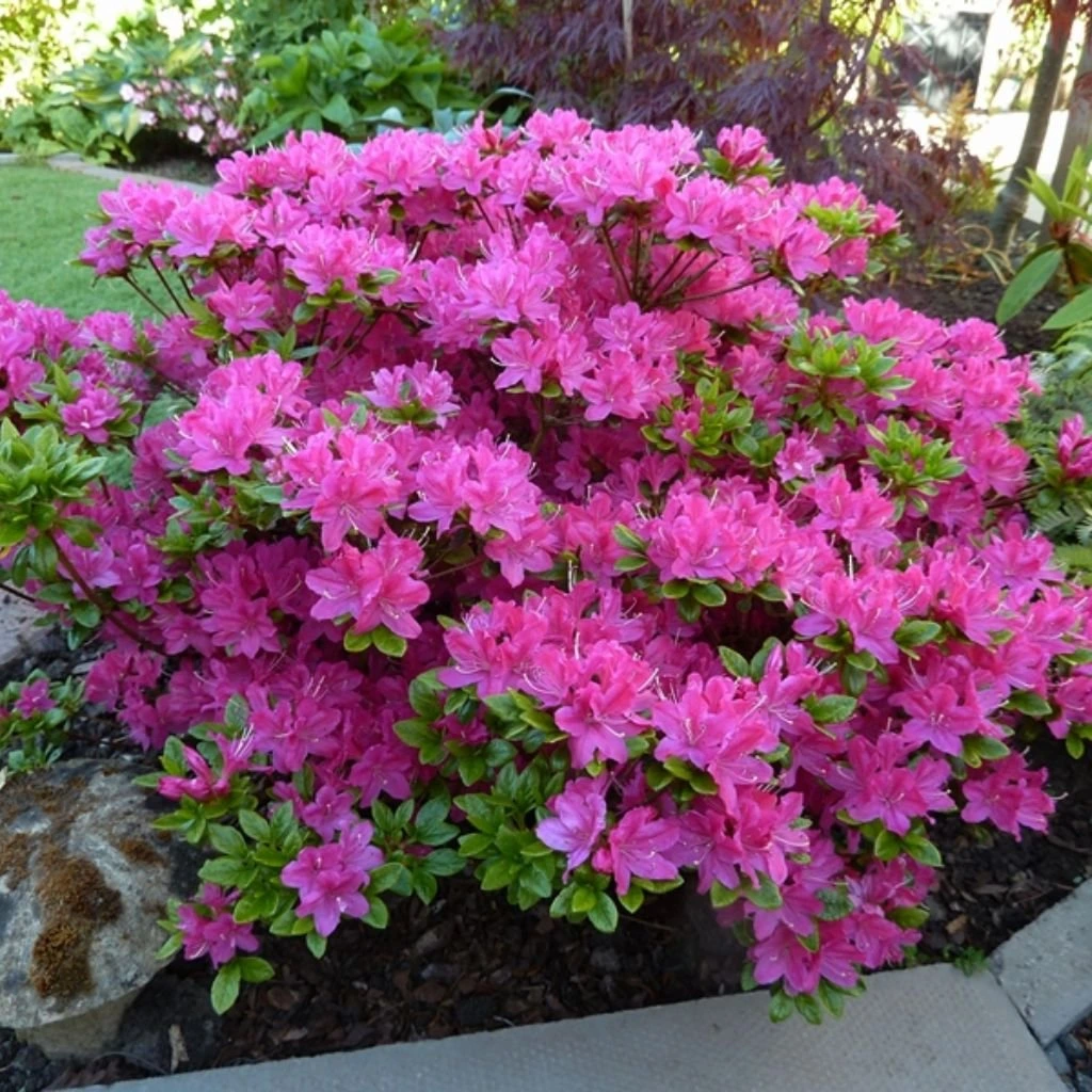 Азалія Кермезіна (Azalea japonica Kermesina) 3-х річна - Зображення 3