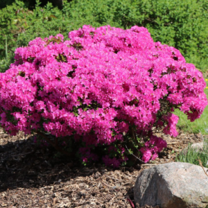 Азалія Кермезіна (Azalea japonica Kermesina) 3-х річна