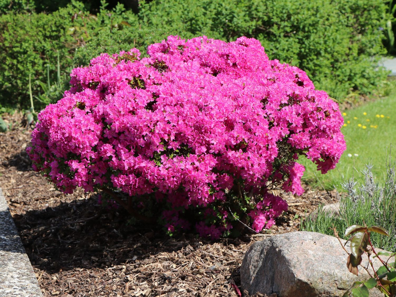 Азалія Кермезіна (Azalea japonica Kermesina) 3-х річна
