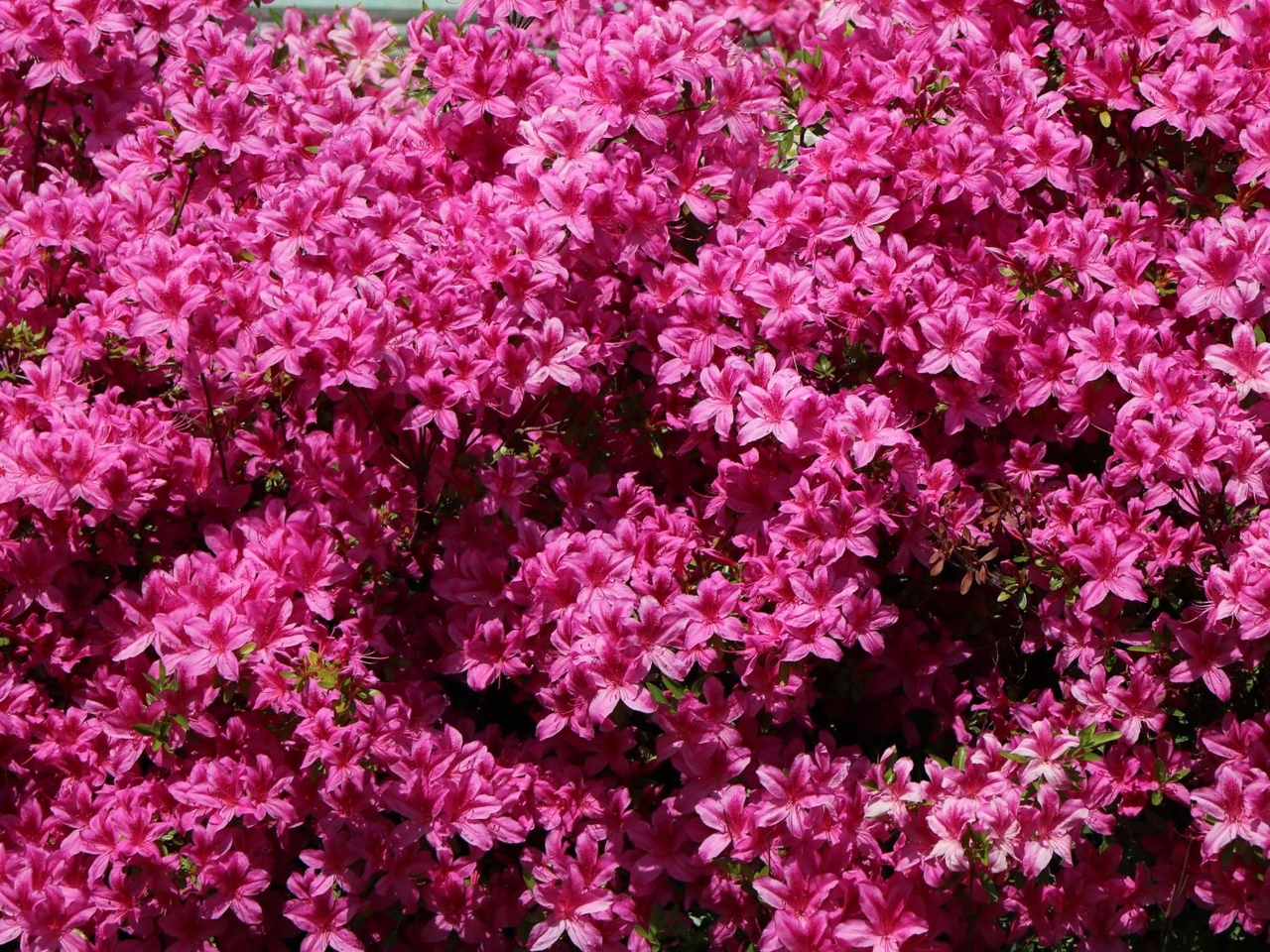 Азалія Кермезіна (Azalea japonica Kermesina) 3-х річна - Зображення 4