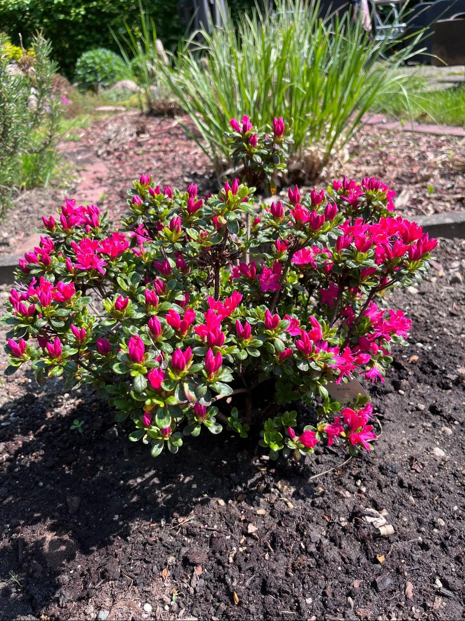 Азалія Кермезіна (Azalea japonica Kermesina) 3-х річна - Зображення 5