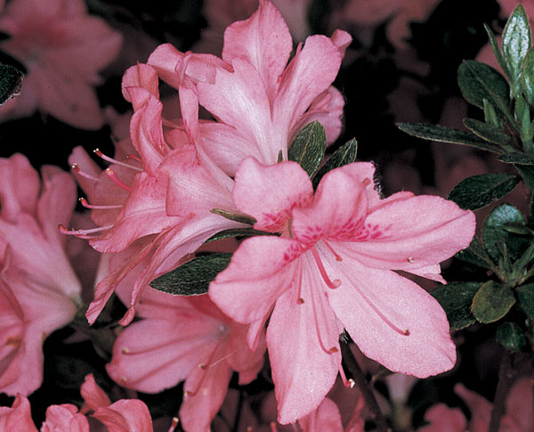 Азалія японська "Блаувс Пінк", Azalea japonica 'Blaauw's Pink', 4-річна, С3 - Зображення 4