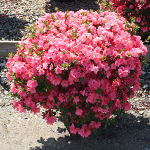Азалія японська "Блаувс Пінк", Azalea japonica 'Blaauw's Pink', 2-річна, Р9