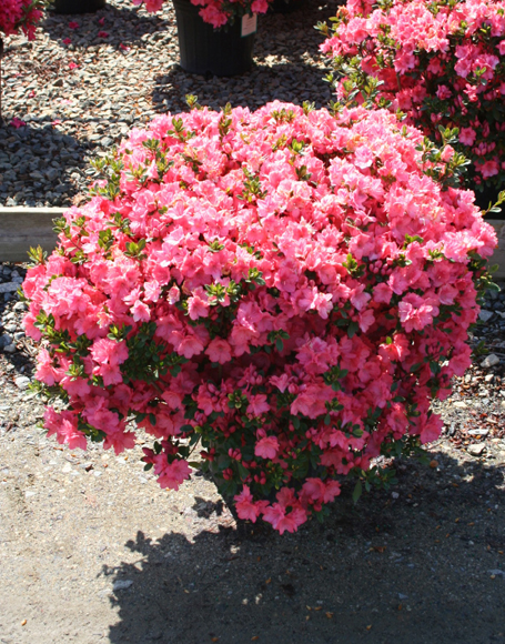 Азалія японська "Блаувс Пінк", Azalea japonica 'Blaauw's Pink', 4-річна, С3