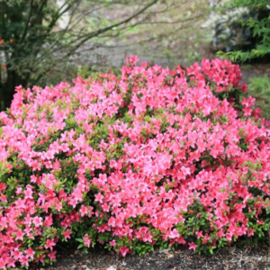 Азалія японська 'Накахарай'Azalea japonica 'Nakaharai' 3-річна