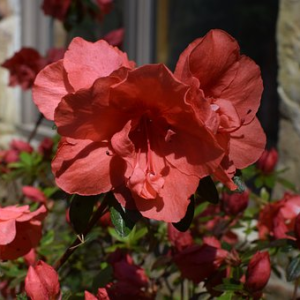 Азалія японська "Евіта", Azalea japonica "Evita", 4-річна, С3