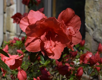 Азалія японська "Евіта", Azalea japonica "Evita", 4-річна, С3
