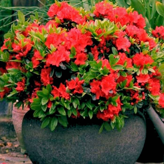 Азалія японська "Евіта", Azalea japonica "Evita", 4-річна, С3 - Зображення 5