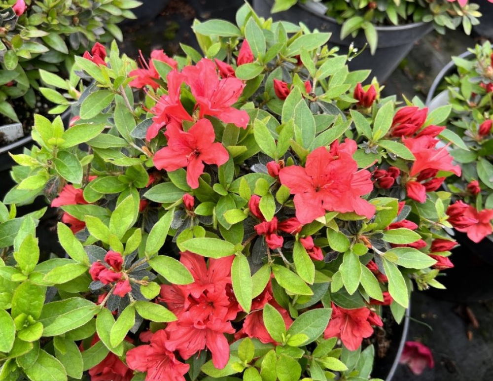 Азалія японська "Евіта", Azalea japonica "Evita", 4-річна, С3 - Зображення 2