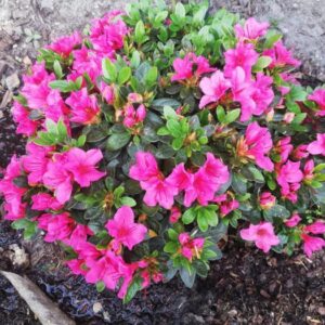 Азалія японська "Фуміко", Azalea japonica "Fumiko", 3-річна, С1, 5