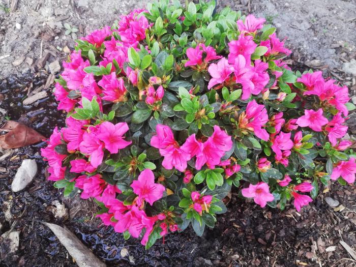Азалія японська "Фуміко", Azalea japonica "Fumiko", 3-річна, С1, 5