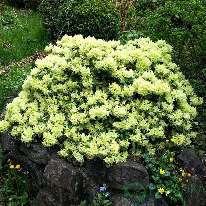 Рододендрон Шемрок (Rhododendron Shamrock) 3-річний - Зображення 3