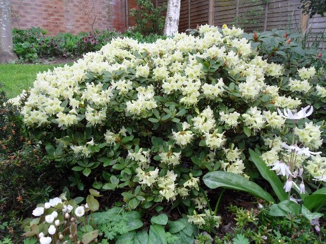 Рододендрон Шемрок (Rhododendron Shamrock) 3-річний - Зображення 4