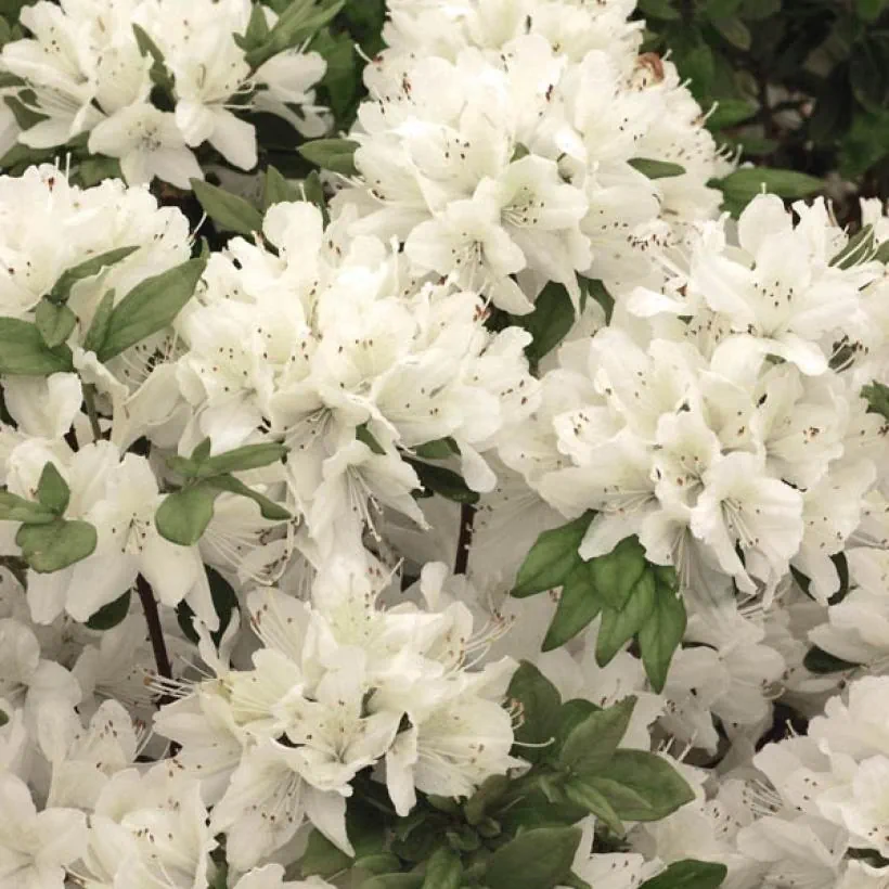 Азалія японська "Шнеевіттхен", Azalea japonica "Schneewittchen", 2-річна, Р9 3-річна - Зображення 5