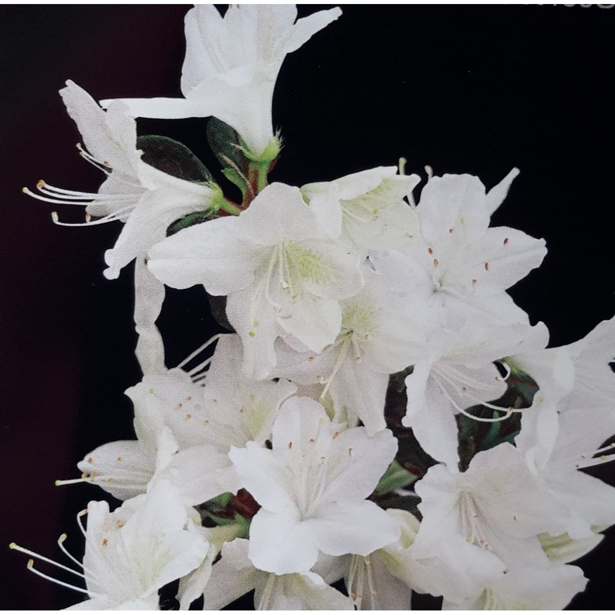 Азалія японська "Шнеевіттхен", Azalea japonica "Schneewittchen", 2-річна, Р9 3-річна - Зображення 3