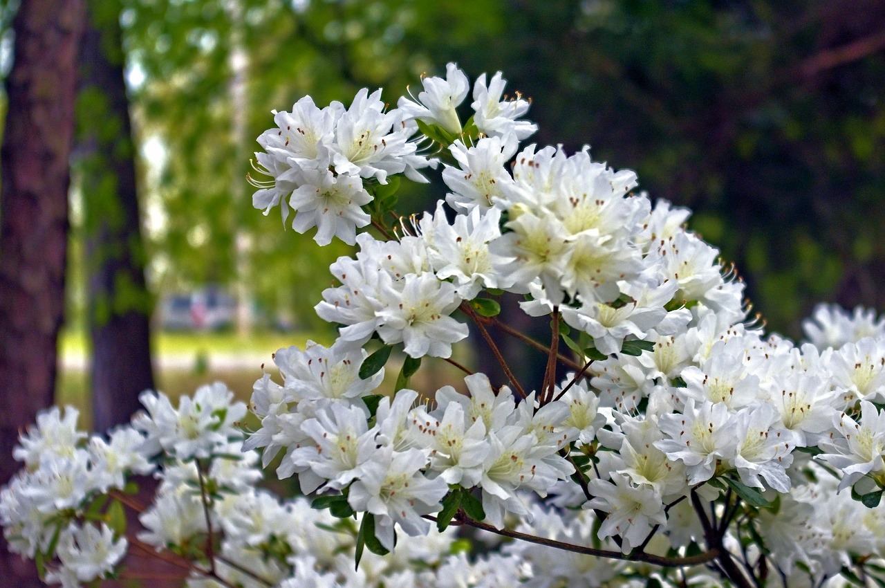 Азалія японська "Шнеевіттхен", Azalea japonica "Schneewittchen", 2-річна, Р9 3-річна - Зображення 2