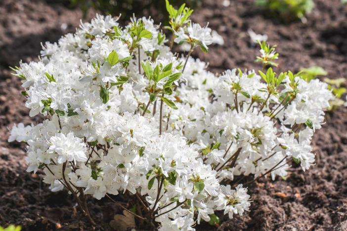 Азалія японська "Шнеевіттхен", Azalea japonica "Schneewittchen", 2-річна, Р9 3-річна - Зображення 6