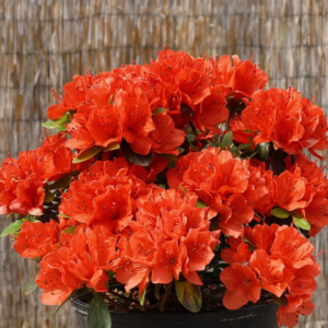 Азалія японська "Джульєтта", Azalea japonica "Juliette", 2-річна, Р9