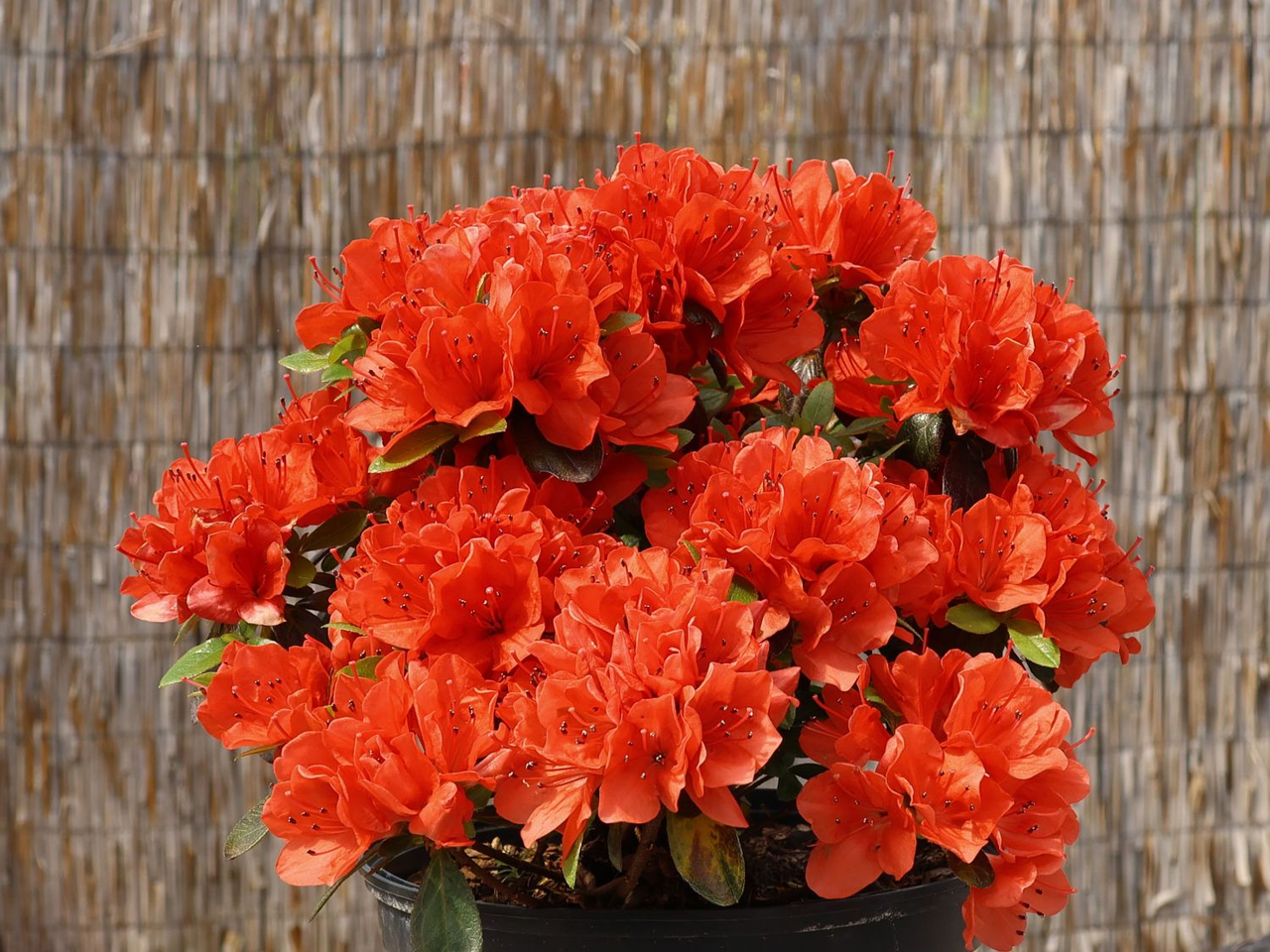 Азалія японська "Джульєтта", Azalea japonica "Juliette", 3-річна, С1, 5