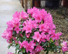 Азалія японська 'Ізабель', Azalea japonica "Isabel", 4-річна, С3