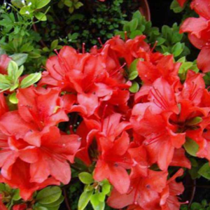 Азалія японська "Естрелла", Azalea japonica 'Estrella', 3-річна, С1, 5