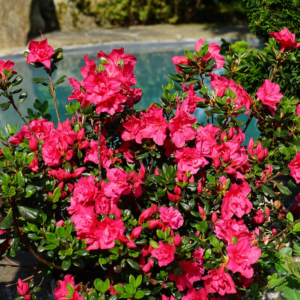 Азалія японська "Торнелла", Azalea japonica 'Tornella', 2-річна, Р9