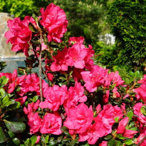 Азалія японська "Торнелла", Azalea japonica 'Tornella', 3-річна, С1, 5