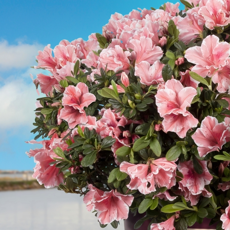 Азалія японська 'Отм Санбьорст', Azalea japonica Encore 'Autumn Sunburst', 3-річна, С1, 5 - Зображення 2