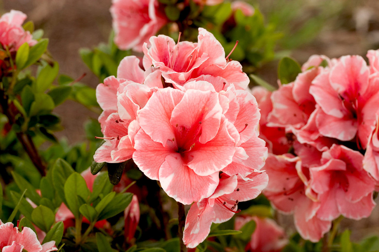 Азалія японська 'Отм Санбьорст', Azalea japonica Encore 'Autumn Sunburst', 3-річна, С1, 5 - Зображення 3