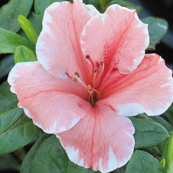 Азалія японська 'Отм Санбьорст', Azalea japonica Encore 'Autumn Sunburst', 3-річна, С1, 5 - Зображення 4