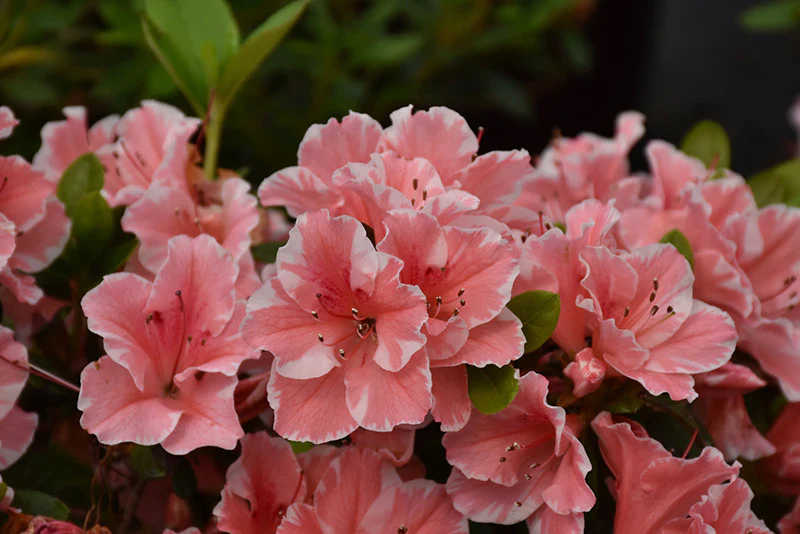 Азалія японська 'Отм Санбьорст', Azalea japonica Encore 'Autumn Sunburst', 3-річна, С1, 5 - Зображення 5