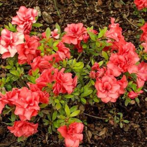 Азалія японська 'Чері', Azalea japonica 'Cherie', 3-річна, С1, 5