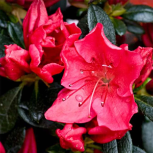 Азалія японська "Вікс Розіред", Azalea japonica "Vuyks Rosyred", 3-річна, С1, 5