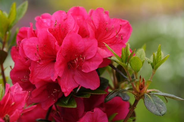 Азалія японська "Алотрія", Azalea japonica "Allotria", 2-річна, Р9 - Зображення 2