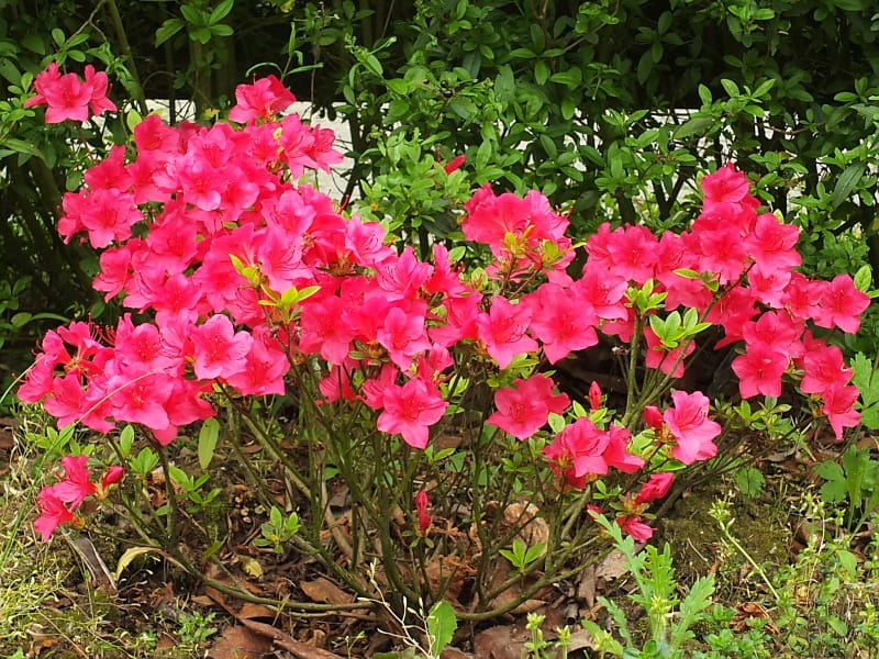 Азалія японська "Алотрія", Azalea japonica "Allotria", 2-річна, Р9 - Зображення 3