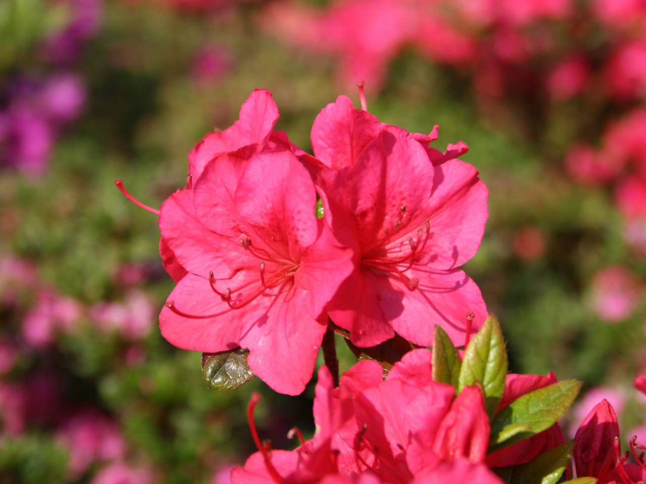 Азалія японська "Алотрія", Azalea japonica "Allotria", 2-річна, Р9 - Зображення 4