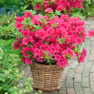 Азалія японська "Алотрія", Azalea japonica "Allotria", 2-річна, Р9