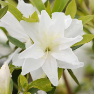 Азалія японська "Меме", Azalea japonica 'Mémé', 2-річна, Р9